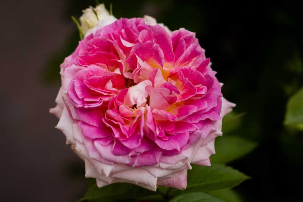 Seasonal Flower Photography: Documenting Nature's Changing Palette